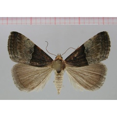 /filer/webapps/moths/media/images/S/schmiedelae_Ozarba_PT_ZMHB.jpg