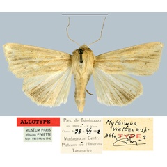 /filer/webapps/moths/media/images/V/viettei_Mythimna_AT_MNHN.jpg