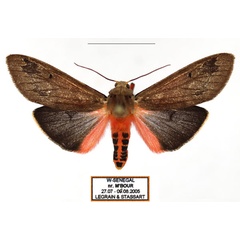 /filer/webapps/moths/media/images/I/irregularis_Teracotona_AM_Legrain_01.jpg