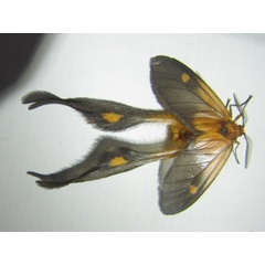/filer/webapps/moths/media/images/F/fulveolans_Semioptila_A_Stanton.JPG