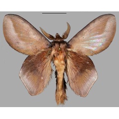 /filer/webapps/moths/media/images/A/adedapo_Sonitha_PTM_Mueller_02.jpg