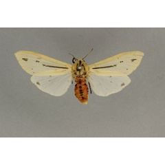 /filer/webapps/moths/media/images/L/leucanioides_Creatonotos_A_BMNH.jpg