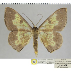 /filer/webapps/moths/media/images/V/variola_Zamarada_PTM_ZSMa.jpg