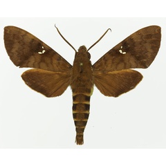 /filer/webapps/moths/media/images/P/peneus_Nephele_AM_Basquin_02a.jpg