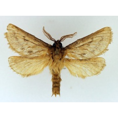 /filer/webapps/moths/media/images/A/armillata_Gorgopis_AM_TMSA.jpg