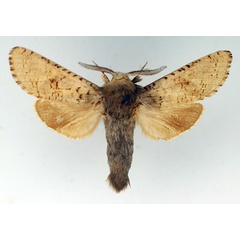 /filer/webapps/moths/media/images/G/gaerdesi_Namibiocossus_AM_TMSA_01.jpg