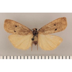 /filer/webapps/moths/media/images/I/imitans_Lysceia_HT_TMSA.jpg