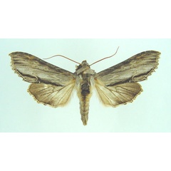 /filer/webapps/moths/media/images/T/tropicarabica_Cucullia_AF_Legrain.jpg