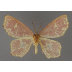 /filer/webapps/moths/media/images/H/hyalotypa_Chrysocraspeda_A_ZSM_02.jpg
