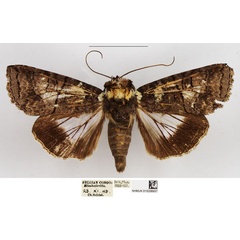 /filer/webapps/moths/media/images/G/gabri_Stictoptera_AM_NHMUK.jpg