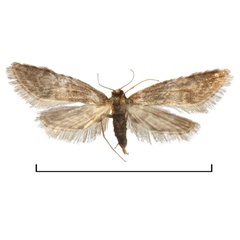 /filer/webapps/moths/media/images/M/minima_Elophila_AF_Agassiz.jpg