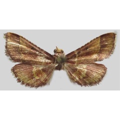 /filer/webapps/moths/media/images/S/subtilalis_Analalavia_HT_MNHN.jpg