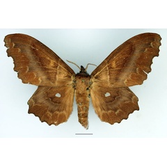 /filer/webapps/moths/media/images/K/knoblauchii_Mimopacha_AF_Basquin_01.jpg