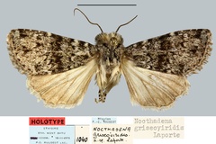 Apospasta griseoviridis