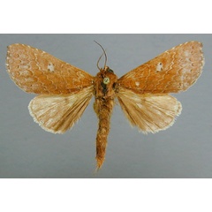 /filer/webapps/moths/media/images/B/brunneidorsa_Scranciola_PT_RMCA.jpg