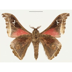 /filer/webapps/moths/media/images/R/riekerti_Ludia_PT_RBINS_02.jpg