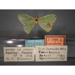 /filer/webapps/moths/media/images/E/equatorialis_barnsi_Comibaena_HT_RMCA_01.jpg