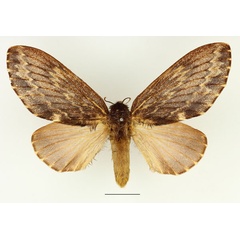 /filer/webapps/moths/media/images/L/lanceolata_Filiola_AF_Basquin_02.jpg