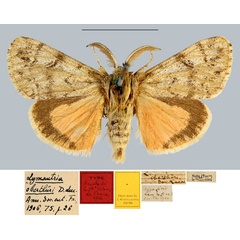 /filer/webapps/moths/media/images/O/oberthueri_Lymantria_STM_MNHNa.jpg