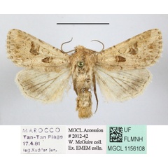 /filer/webapps/moths/media/images/S/sociabilis_Cardepia_A_MGCL_01.JPG