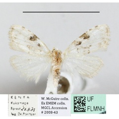 /filer/webapps/moths/media/images/M/melanoscelis_Nola_A_MGCL_01.jpg