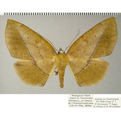/filer/webapps/moths/media/images/A/alternans_Drepanogynis_AF_ZSM.jpg