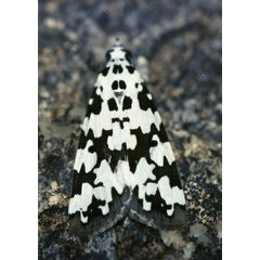 /filer/webapps/moths/media/images/S/strabonis_Sommeria_A_Roland_01.jpg
