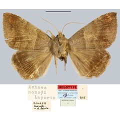 /filer/webapps/moths/media/images/M/monodi_Achaea_HT_MNHN.jpg