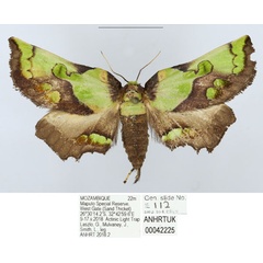 /filer/webapps/moths/media/images/H/hampsoni_Mittonia_AM_ANHRT.jpg