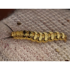 /filer/webapps/moths/media/images/G/gemmata_Lacipa_C_Grobler.JPG