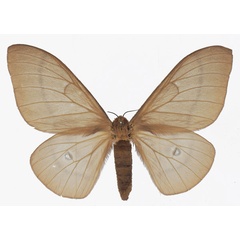 /filer/webapps/moths/media/images/F/forda_Cirina_AF_Basquina.jpg