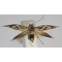 /filer/webapps/moths/media/images/F/fibigeri_Scythris_PT_Bengtsson.jpg