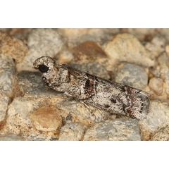 /filer/webapps/moths/media/images/C/capensis_Trachonitis_A_Heyns_03.JPG