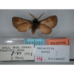 /filer/webapps/moths/media/images/H/hecqi_Metarctia_HT_RMCA_02.jpg