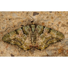/filer/webapps/moths/media/images/P/prasinaria_Xylopteryx_A_Heynsa.jpg