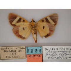 /filer/webapps/moths/media/images/S/septentrionalis_Aegocera_HT_RMCA_02.jpg