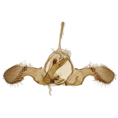 /filer/webapps/moths/media/images/T/trimaculana_Ubawamzuri_GMHT_Larsen_202403.jpg