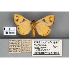 /filer/webapps/moths/media/images/E/ethiopica_Attatha_STF_OUMNH_02.jpg