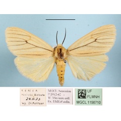 /filer/webapps/moths/media/images/T/tenuistrigata_Estigmene_AF_MGCLa_01.JPG