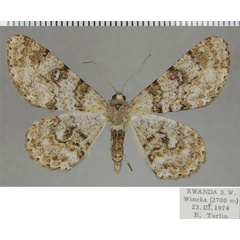 /filer/webapps/moths/media/images/E/epiclithra_Cleora_AF_ZSM_01.jpg