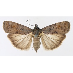 /filer/webapps/moths/media/images/V/varians_Mesogenea_AF_TMSA_02.jpg