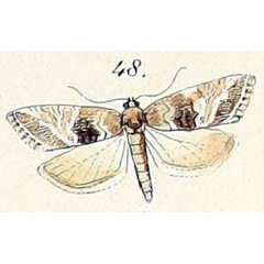 /filer/webapps/moths/media/images/T/trimeni_Cochylis_ST1_Felder_1875_137-48.jpg