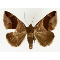 /filer/webapps/moths/media/images/C/conjunctura_Bastilla_AM_TMSA_02.jpg