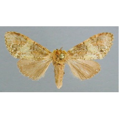 /filer/webapps/moths/media/images/J/jaspidea_Boscawenia_AT_RMCA.jpg