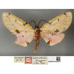 /filer/webapps/moths/media/images/F/formosus_Rhodophthitus_HT_BMNH.jpg