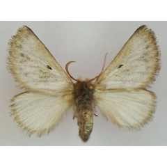 /filer/webapps/moths/media/images/M/meridionalis_Trichiurana_AF_Stroehle_01.jpg