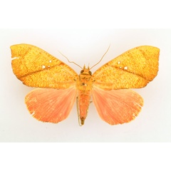 /filer/webapps/moths/media/images/D/discolor_Miniodes_AF_TMSA_02.jpg