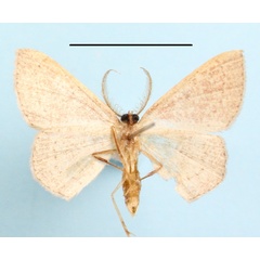 /filer/webapps/moths/media/images/U/unocula_Cyclophora_A_MGCLb_01.JPG