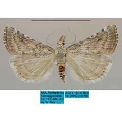 /filer/webapps/moths/media/images/S/squamosa_Hyperlais_AM_MfN.jpg