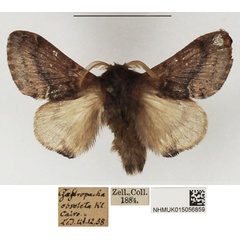 /filer/webapps/moths/media/images/U/undata_Anadiasa_AM_NHMUK.jpg